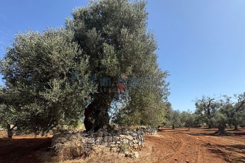 Farm hus i Ostuni, Brindisi, Ostuni - € 85.000 | Ref: 172956 - foto 10
